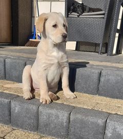 Labrador retriever suczka biszkoptowa z metryką
