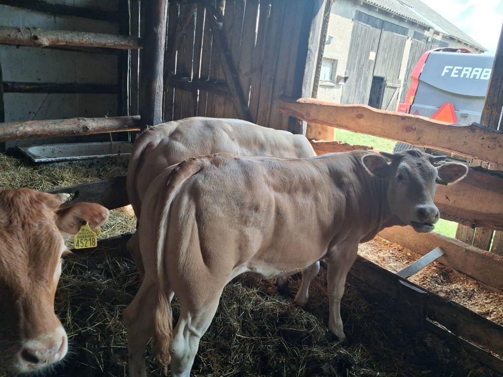 Blonde d'aquitaine Jałówka odsadek