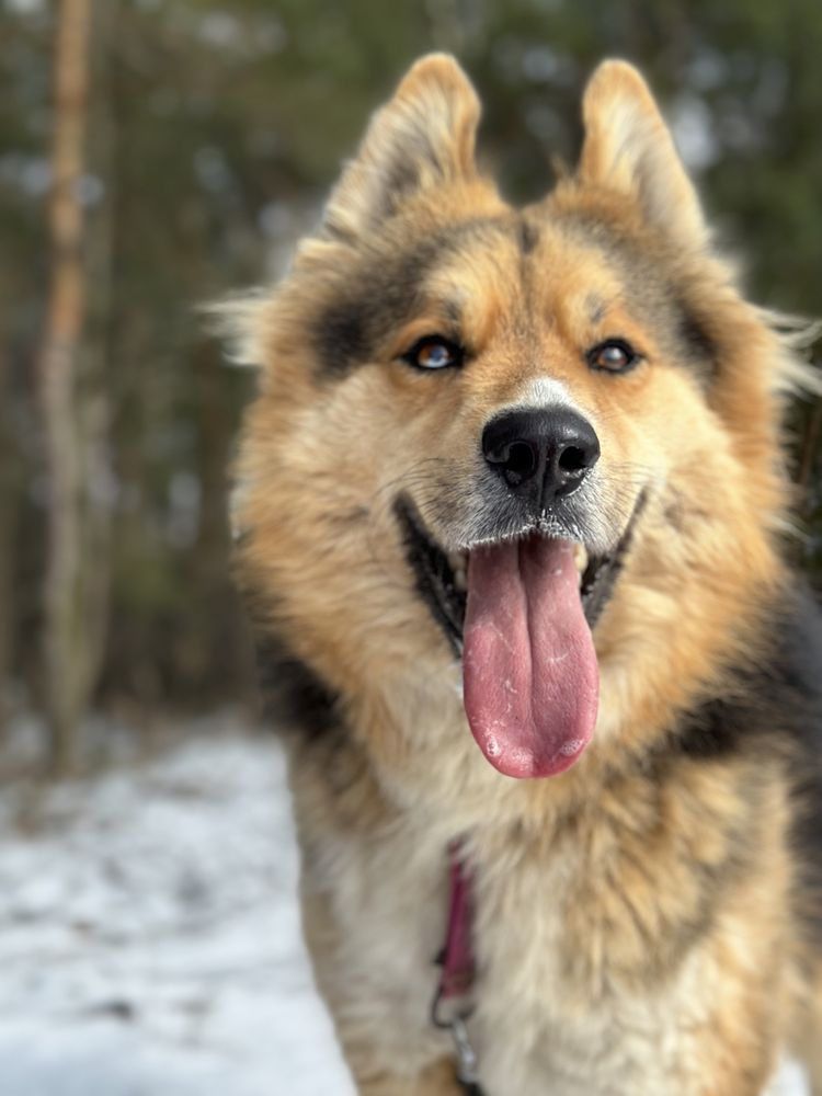 Piękny północniak do adopcji