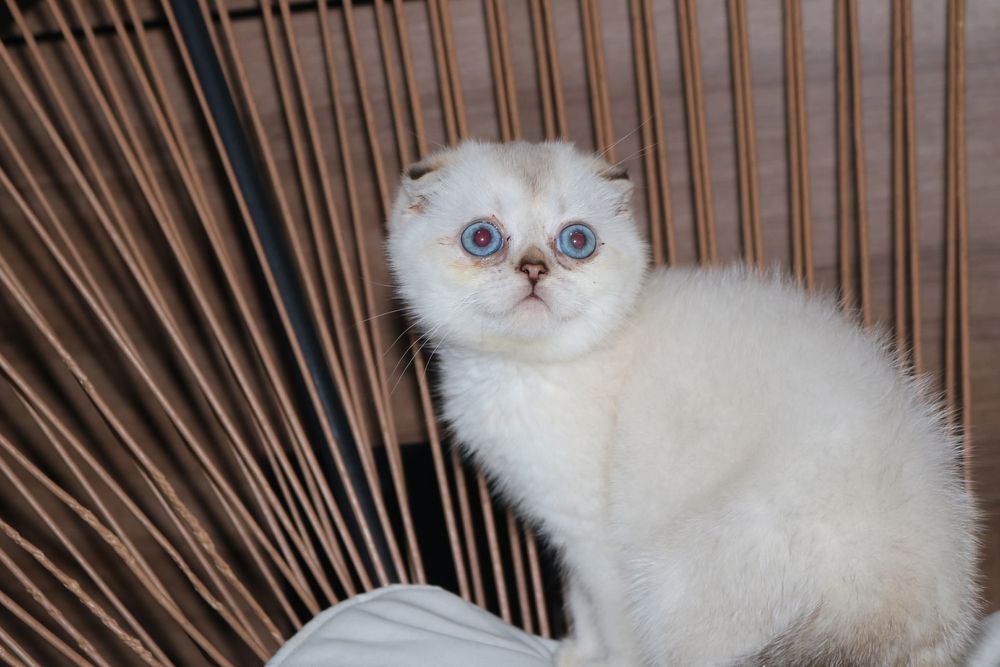 Uma gatinha scottish fold point