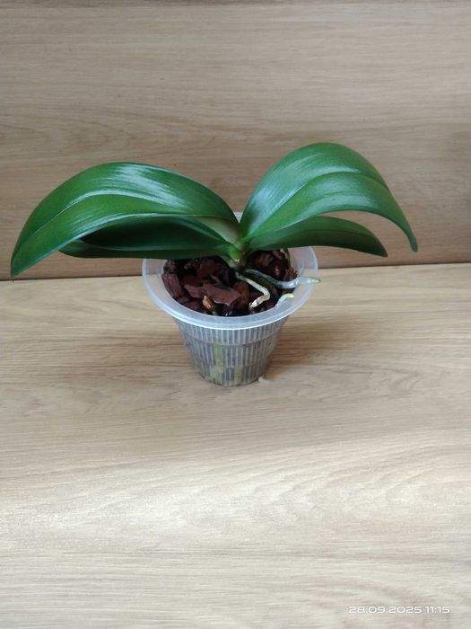 Phalaenopsis Storczyk