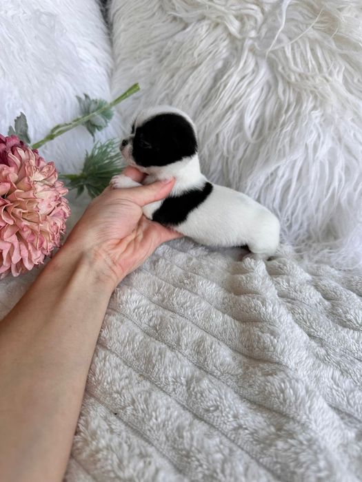 Chihuahua Mini. Menina.Cabeça de maçã.