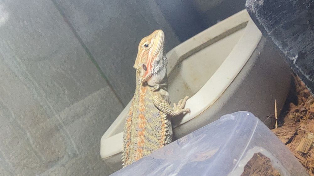 Агама с терариумом