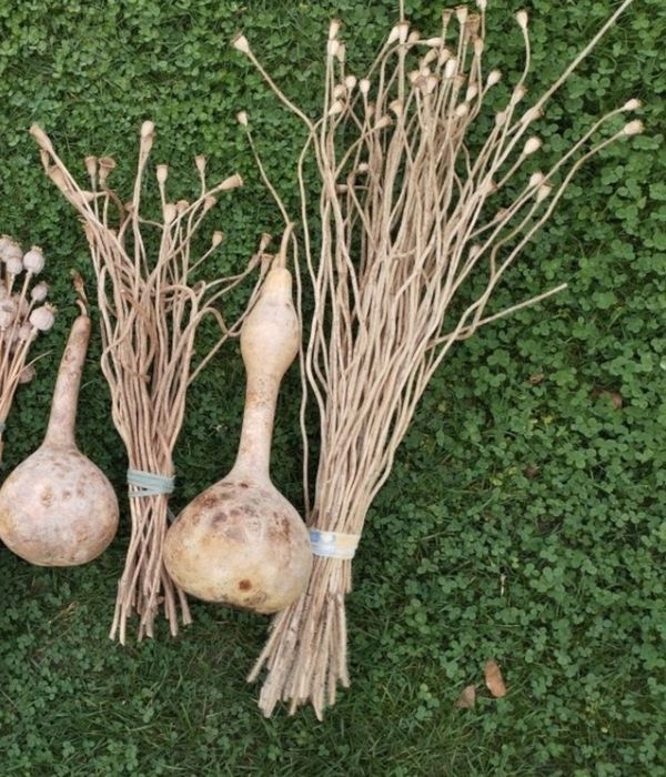 Сухоцвіти ,рослини для декорування