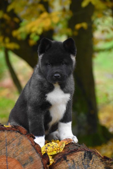 Akita amerykańska - suczka FLAVIA FCI/ZKwP