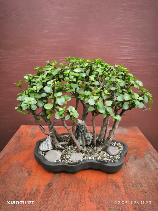 Bonsai Portulacaria afra w formie lasku