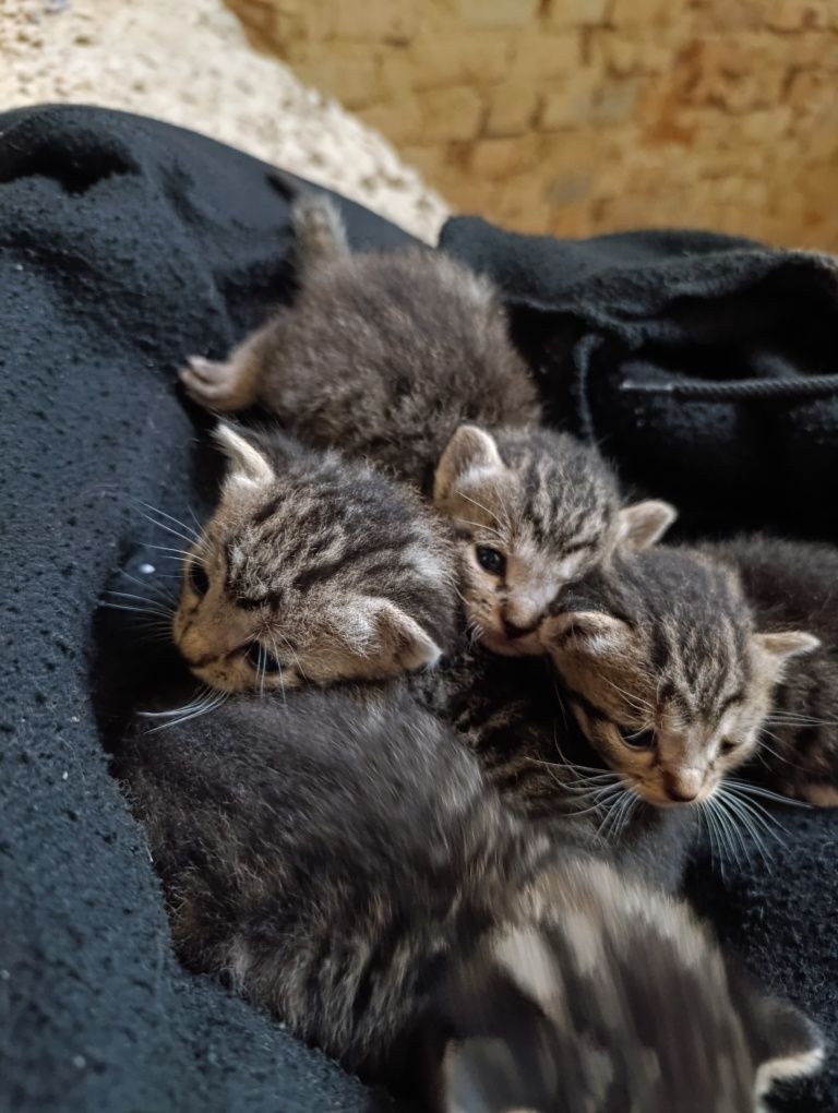 кошенята 1дівчинка 3 хлопчики