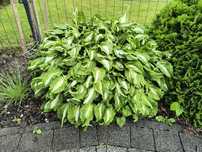 Funkia Hosta "Undulata Mediovariegata" Funkie w odmianach - Duży wybór