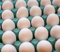 бройлер інкубаційне яйце