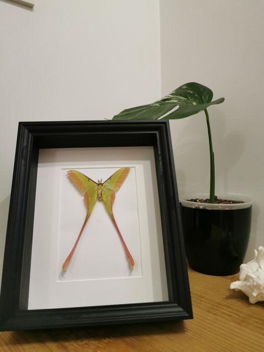 Actias dubernardi real