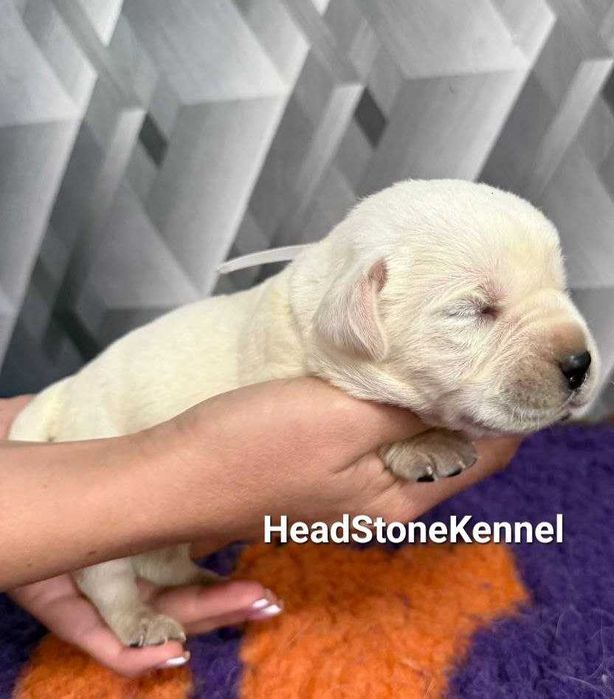 Щенки Лабрадора ретривера