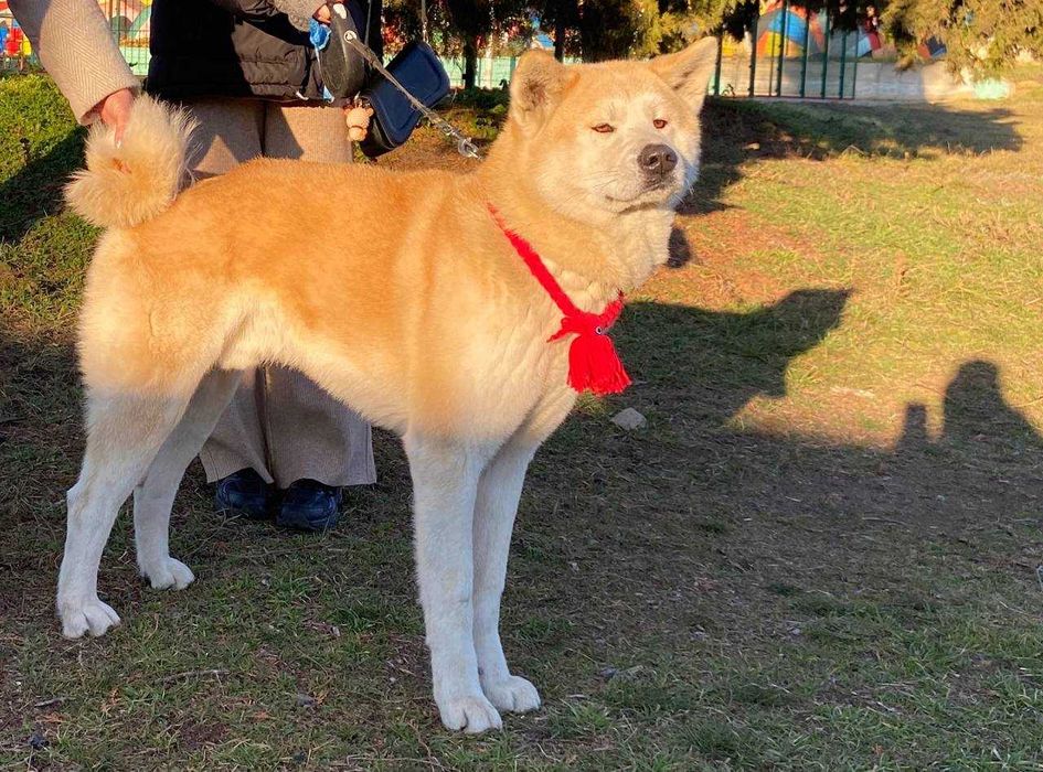 Елегантний самець Акіта Іну для в'язки