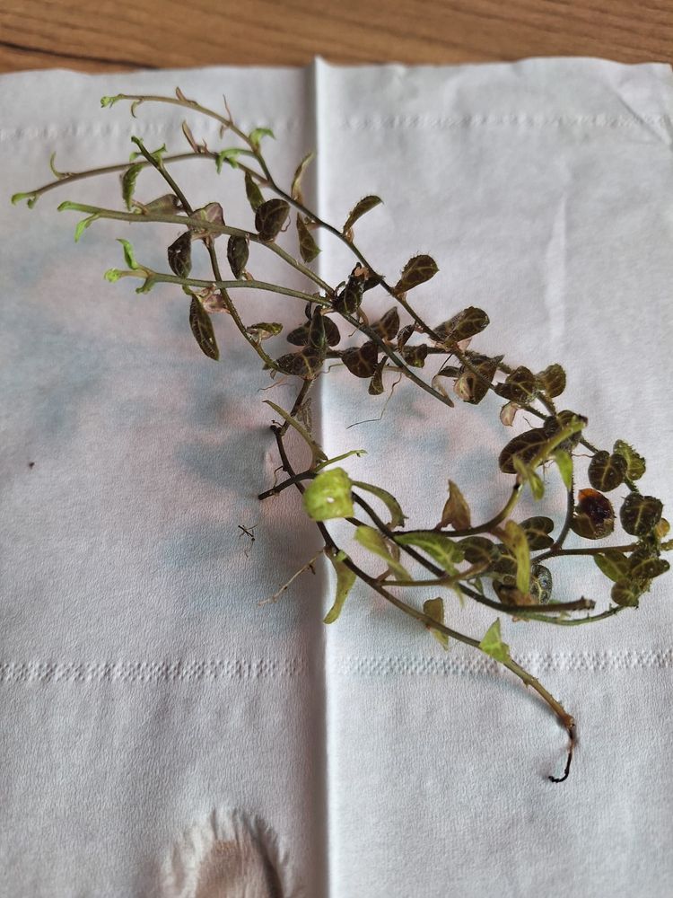 Solanum evolvulifolium - wiwarium, las w szkle