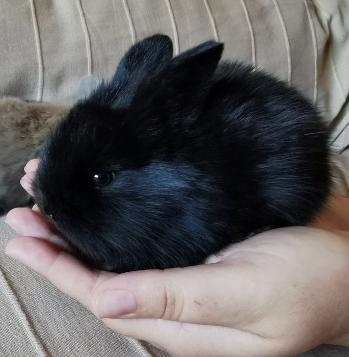 Coelhos anões mini holandês e minitoy super meigos, KIT completo