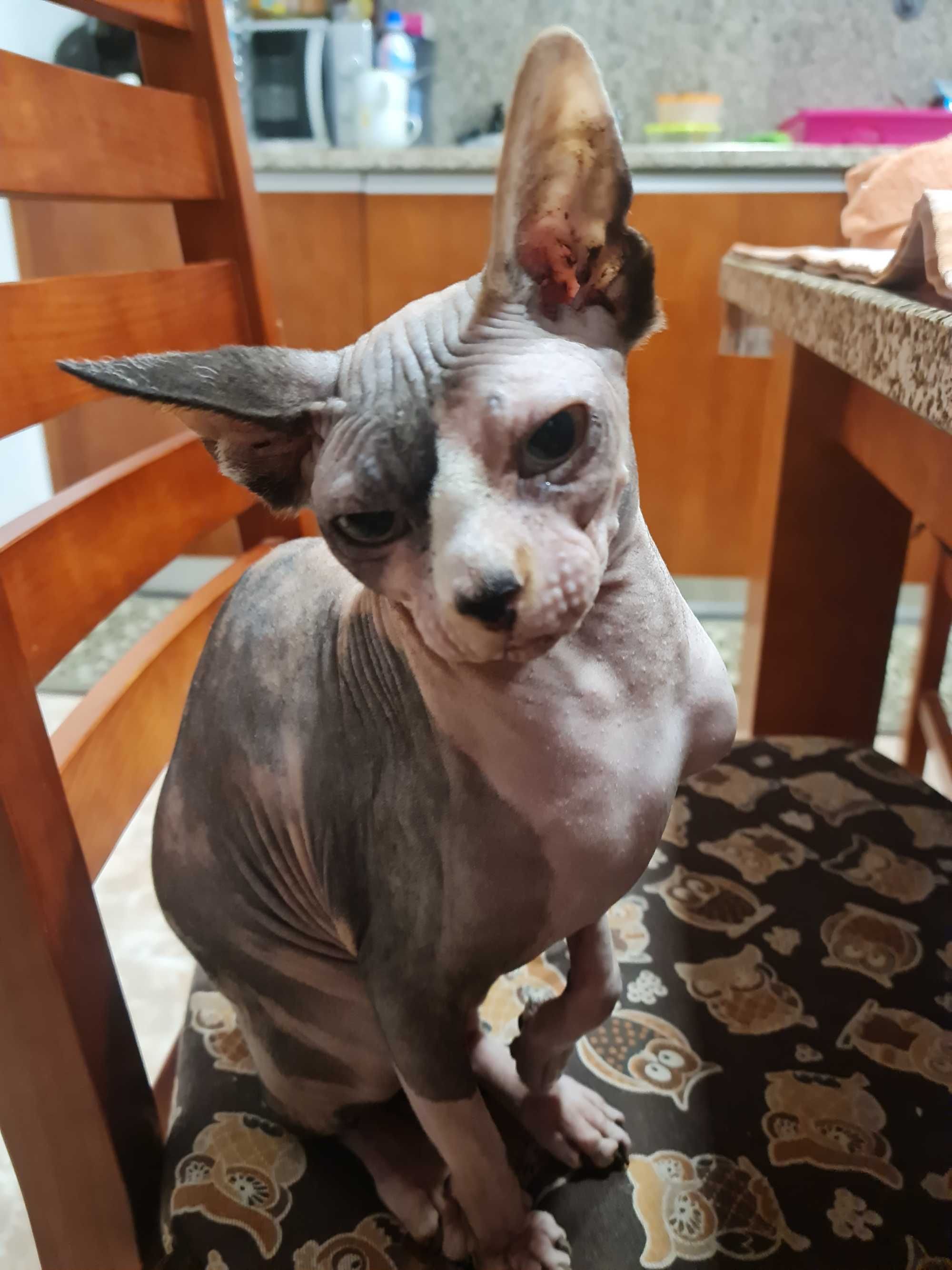 Gatinha Sphynx tricolor