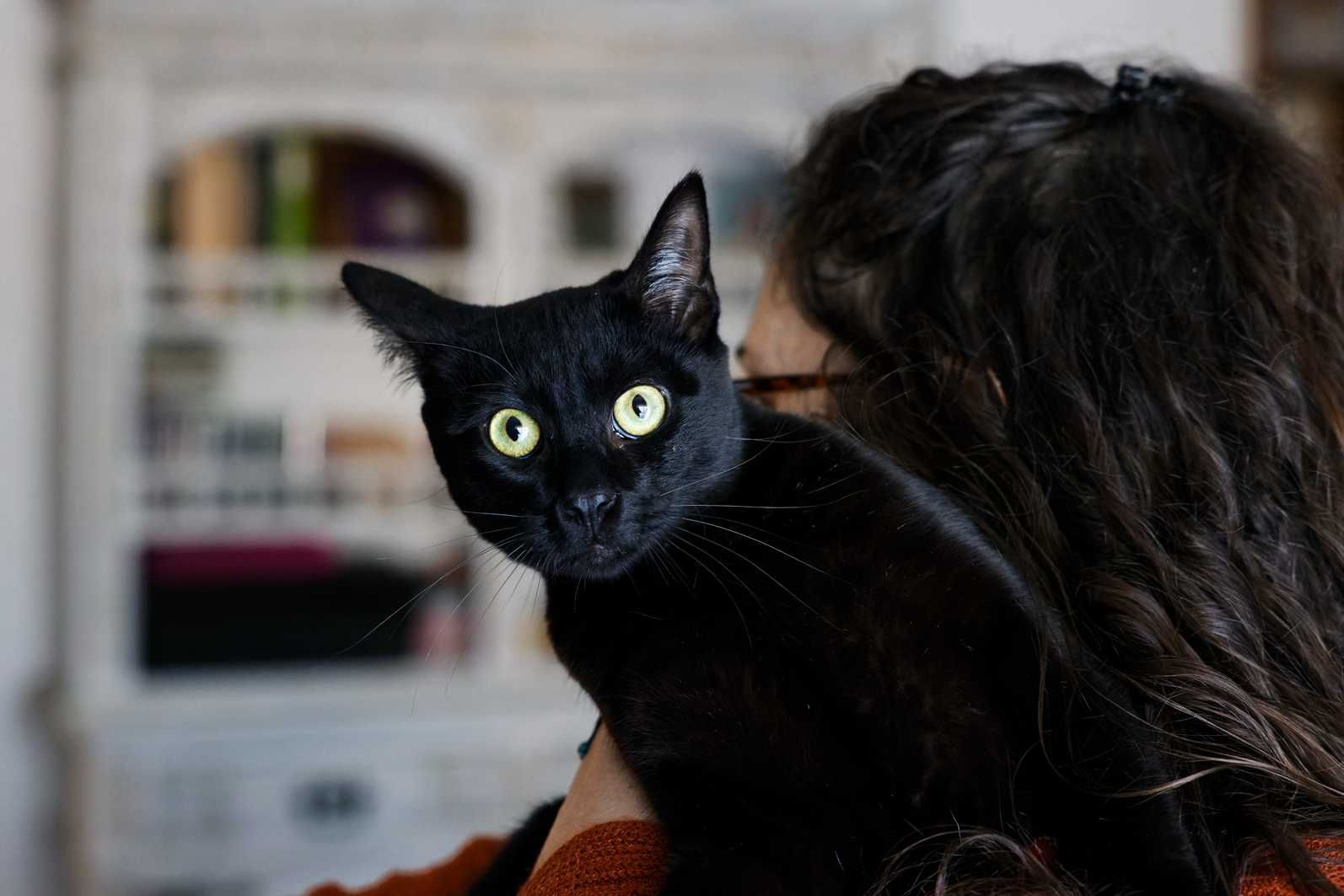 CASTRADO | Gato juvenil, com vacinas em dia, disponível para ADOÇÃO
