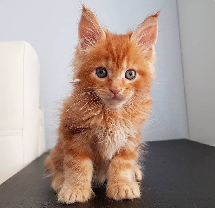 Котёнок, породы Мейн-кун