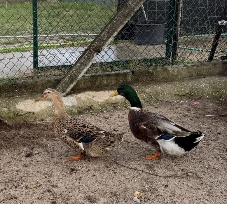 Ultimo casal disponivel