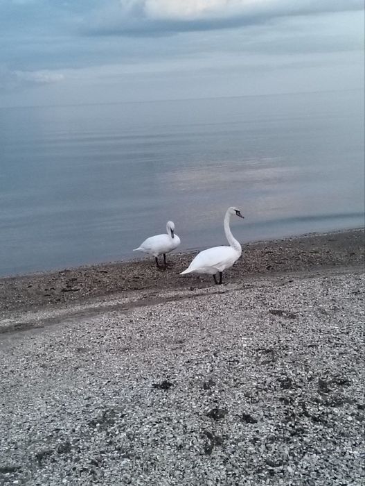 Сдвм двух этажный дом на берегу моря