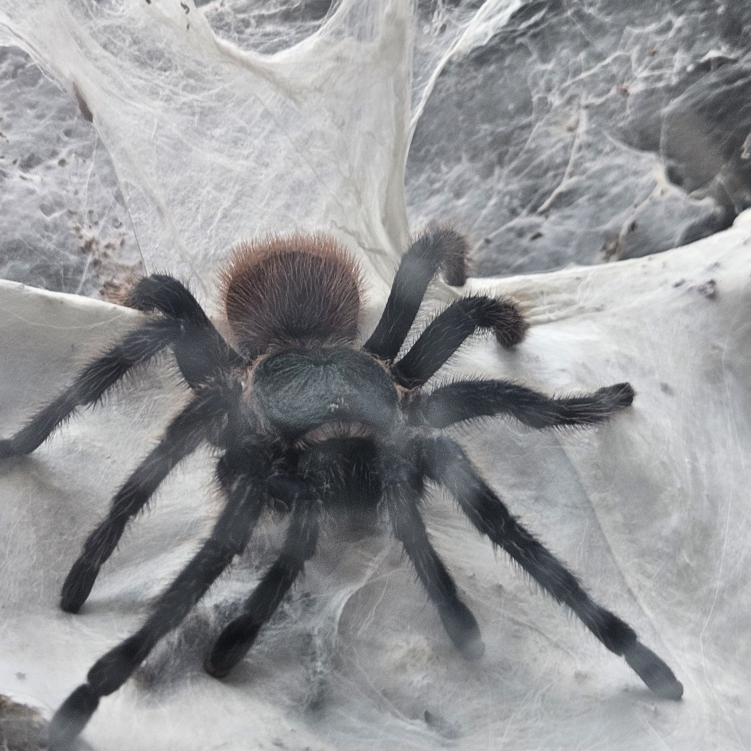 chromatopelma cyaneopubescens samica L8