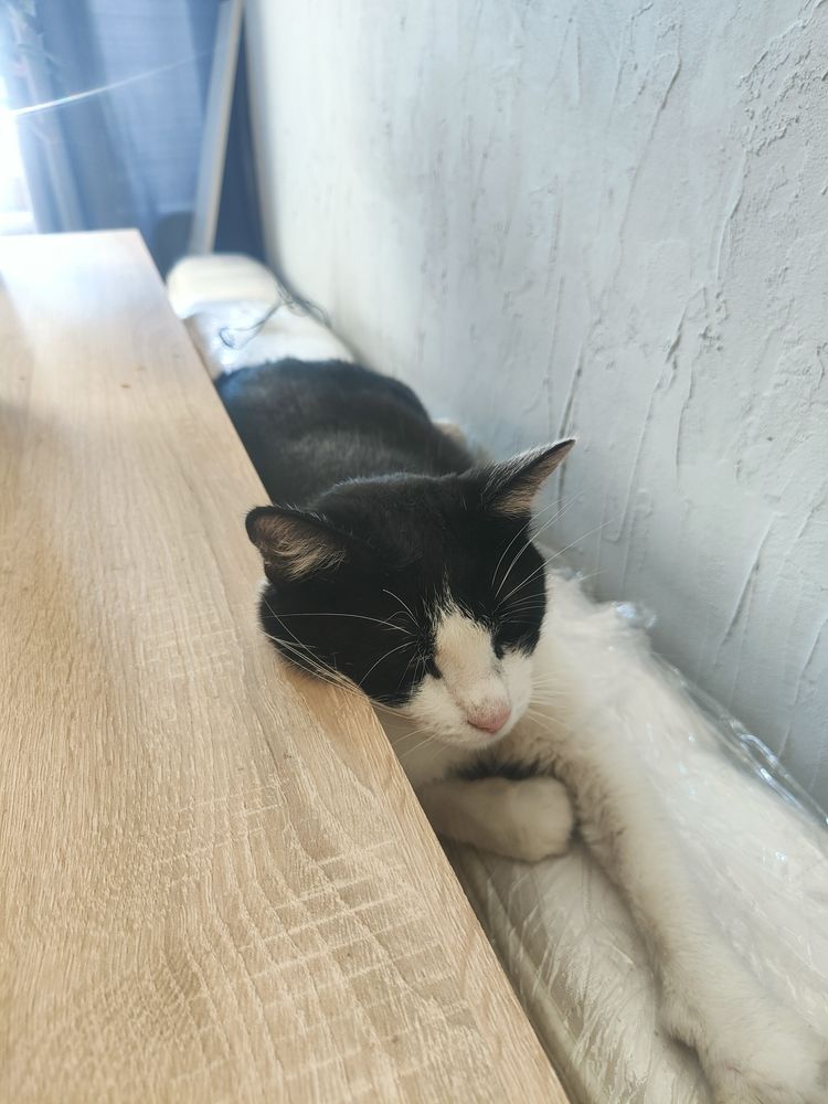 Przymilne czarno-białe kocurki do adopcji