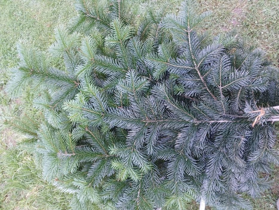 Gałązki na stroiki.