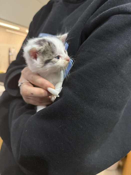 Oddam kotki w dobre ręce