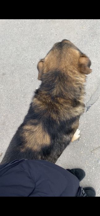 Собака на ост. Восточная подходит к людям