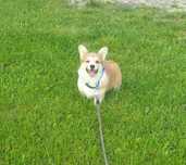 Welsh Corgi Pembroke suczka rudo- biała Natural Bobtail ARIELKA