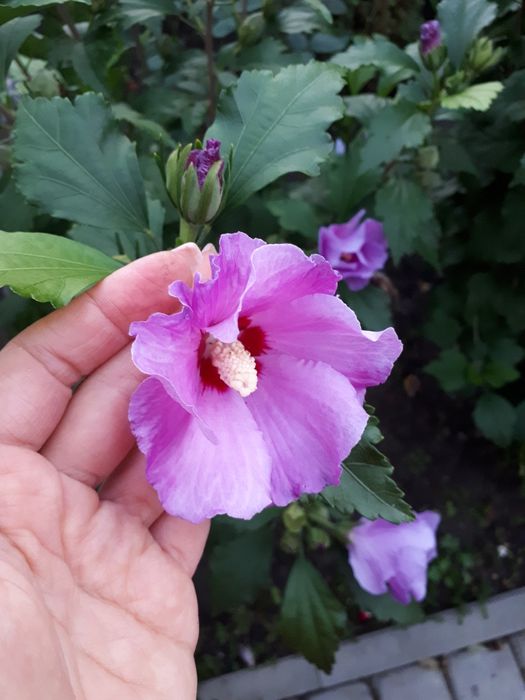 Гібіскус деревовидний, гибискус