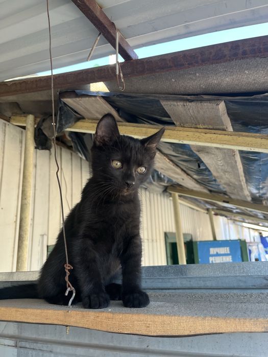 Отдам  котят в  хорошие руки