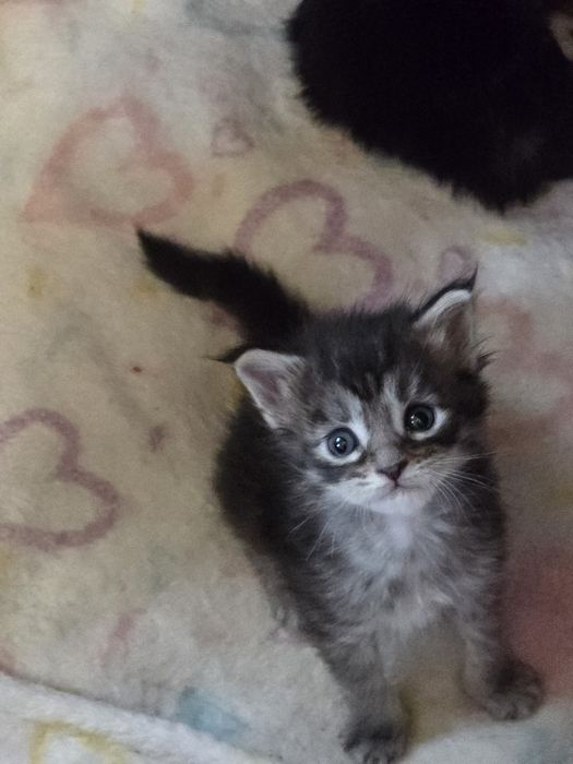 Кошенята Мейн Кун.