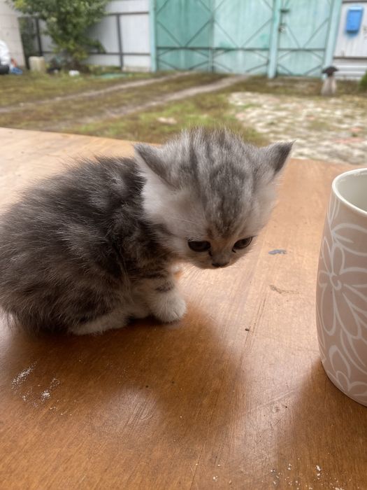 Продам шотланців кошенята