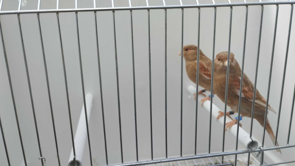 Canários pheos vermelho mosaico