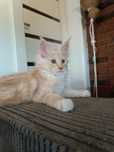 Irenka rude sreberko Maine Coon