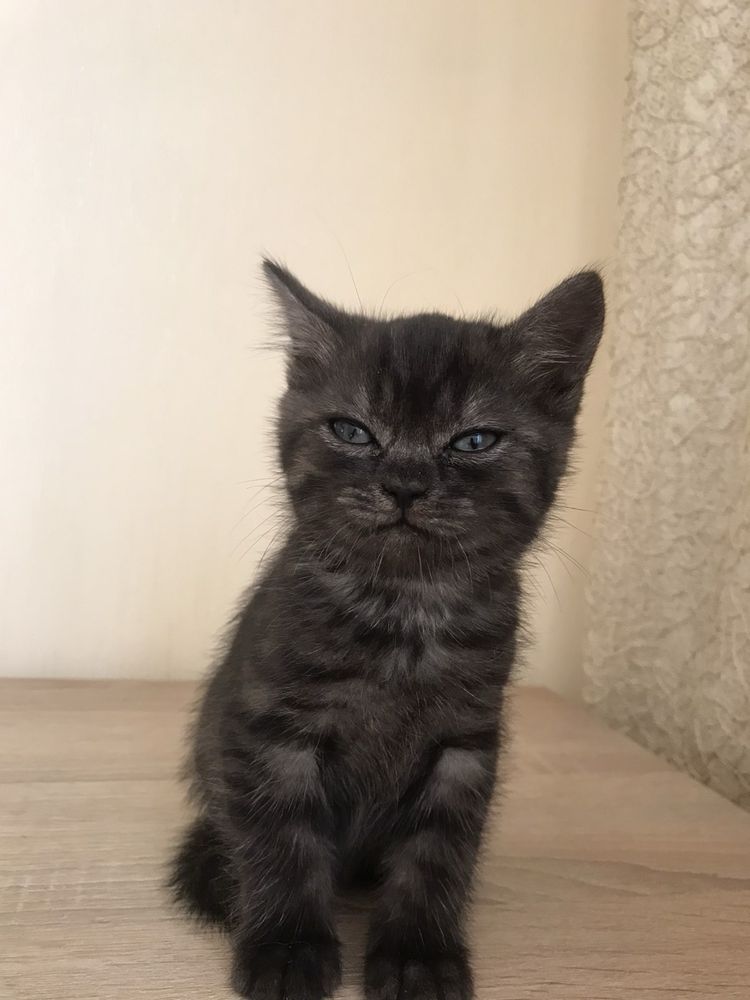 Віддам котика та кицю в добрі руки!