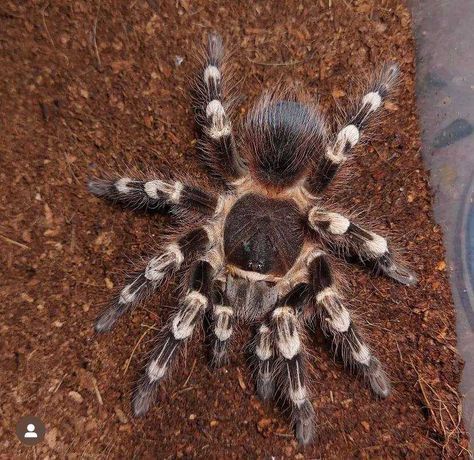 Белоколенный паук Acanthoscurria geniculata тарантул