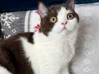 Kotka Betty bicolor bialo-brazowy