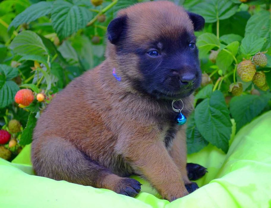 Кобели малинуа! Щенки бельгийской овчарки мальчики!