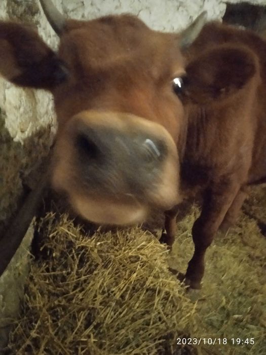 Телка Джерсейская