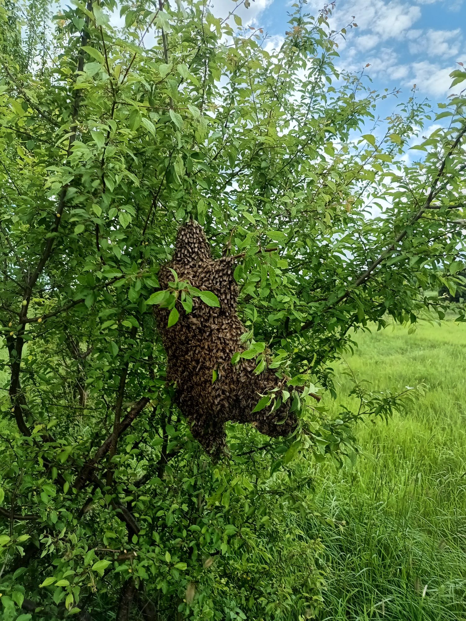 Odkłady pszczele