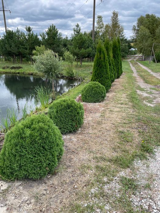 Туя смарагд (1.2 м)