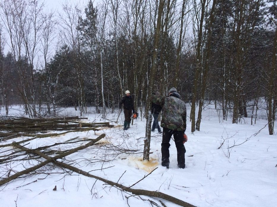 Wycinka drzew Legionowo warszawai okolice podnosnik podnosniki koszowe