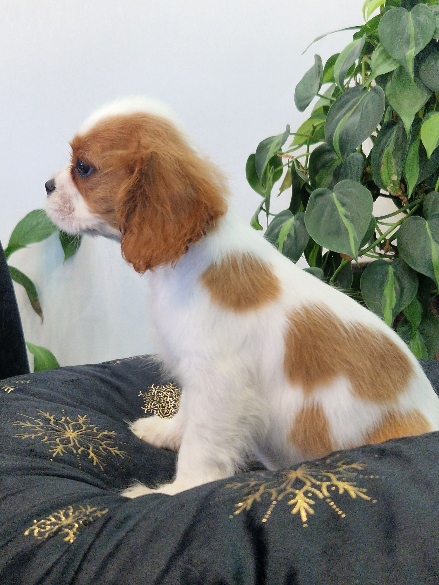 Sprzedam sunię Cavalier King Charles Spaniel