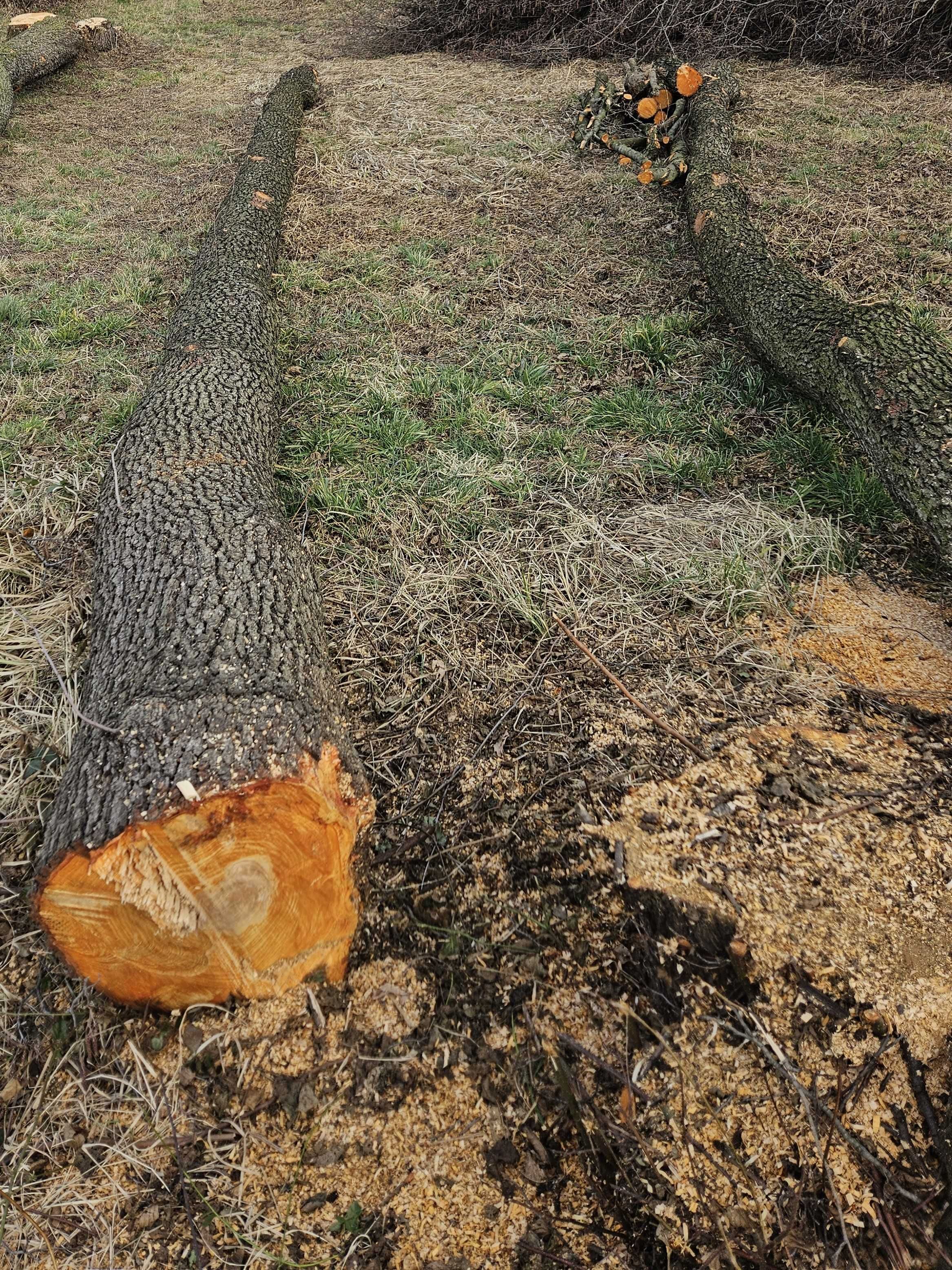 Drzewo Olcha na saunę, płot naturalny, do wędzenia