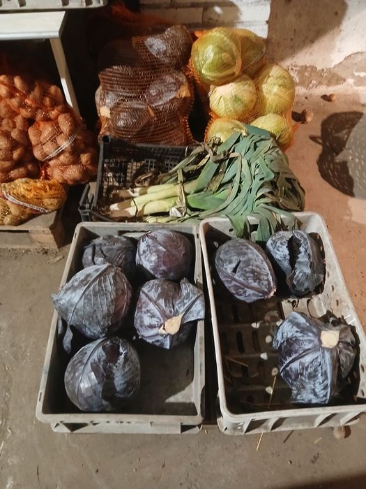 Sprzedam kapusta biała modra seler por pietruszka włoszczyzna detal