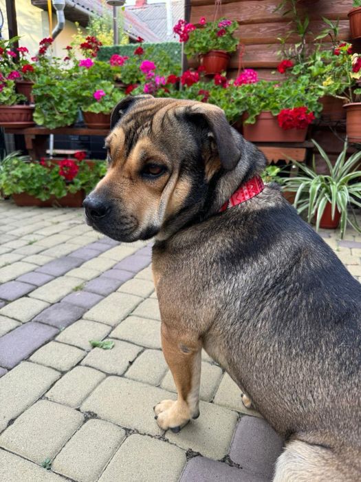 Метиси (Ка Де Бо),цуцики