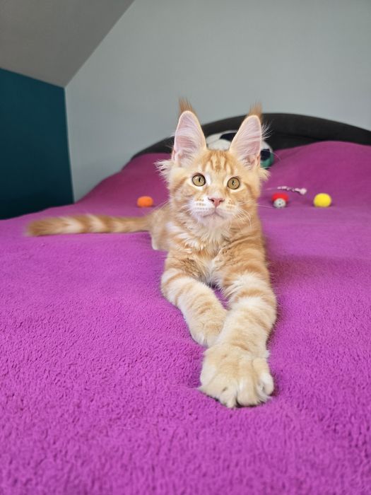 Przekochany kocurek Maine Coon
