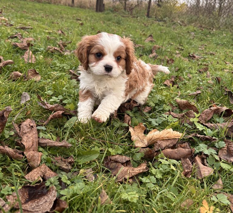 Cavalier King Charles Spaniel blenhiem