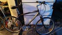 Giant cypres 28'' rama L